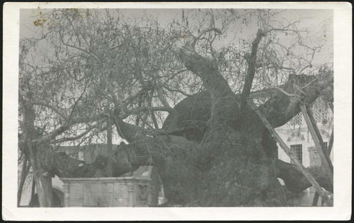 Lot 02684