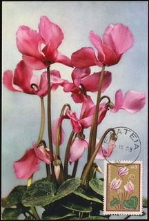 Lot 06449