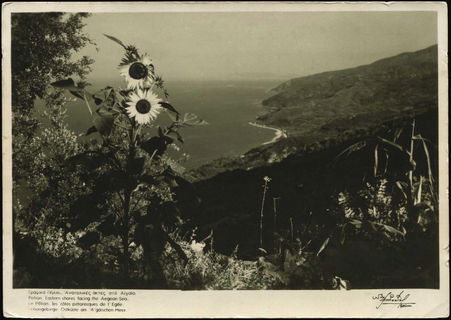Lot 03596