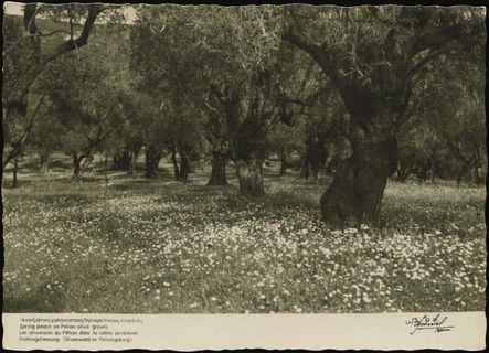 Lot 03599
