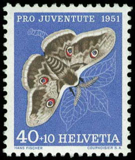 Lot 01955